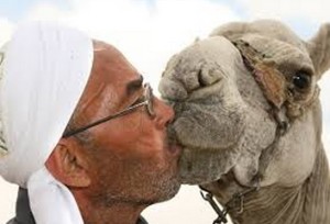 camel kiss